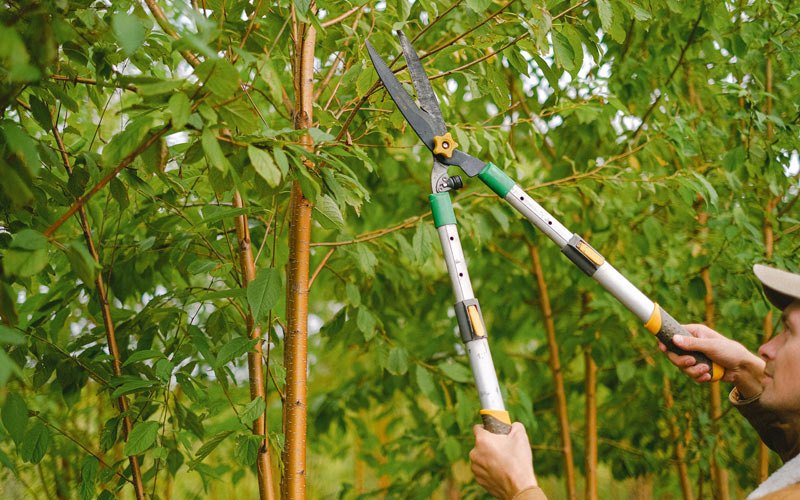 Tree trimming in Gilchrist, OR