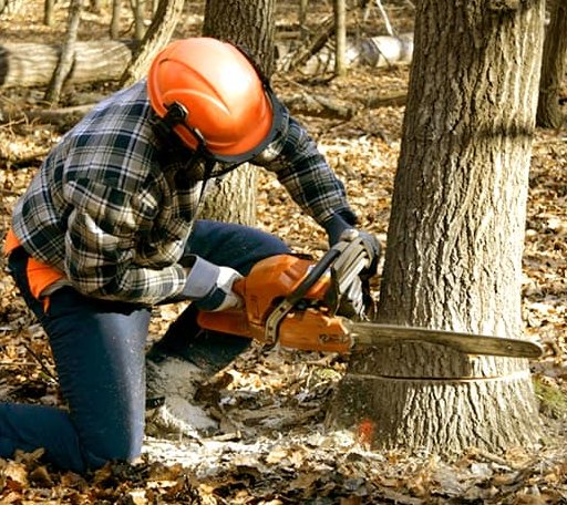 Tree Removal in Gilchrist, OR